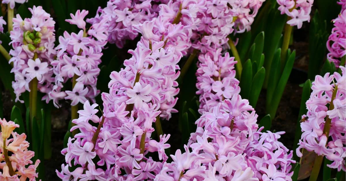 hyacinth