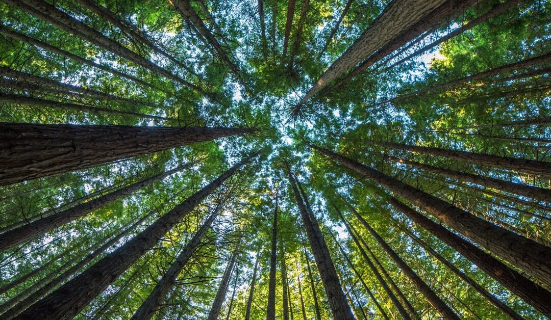 How To End A Eulogy With Grace And Meaning